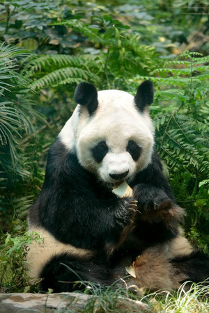 世界最高齢の雄パンダ死ぬ＝人間なら１０５歳―香港