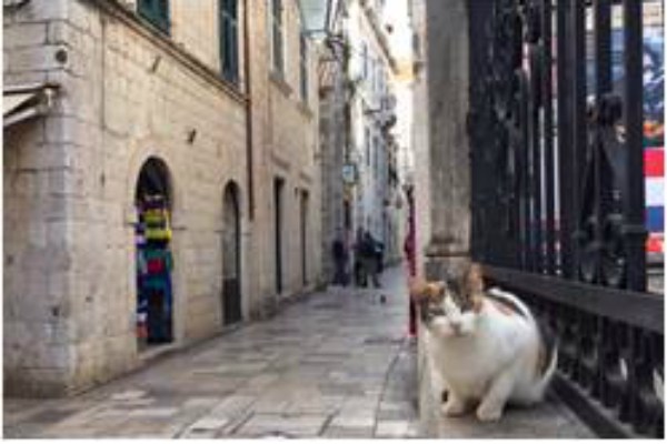 マルタ共和国には人口以上の猫が！　世界の猫スポットランキング