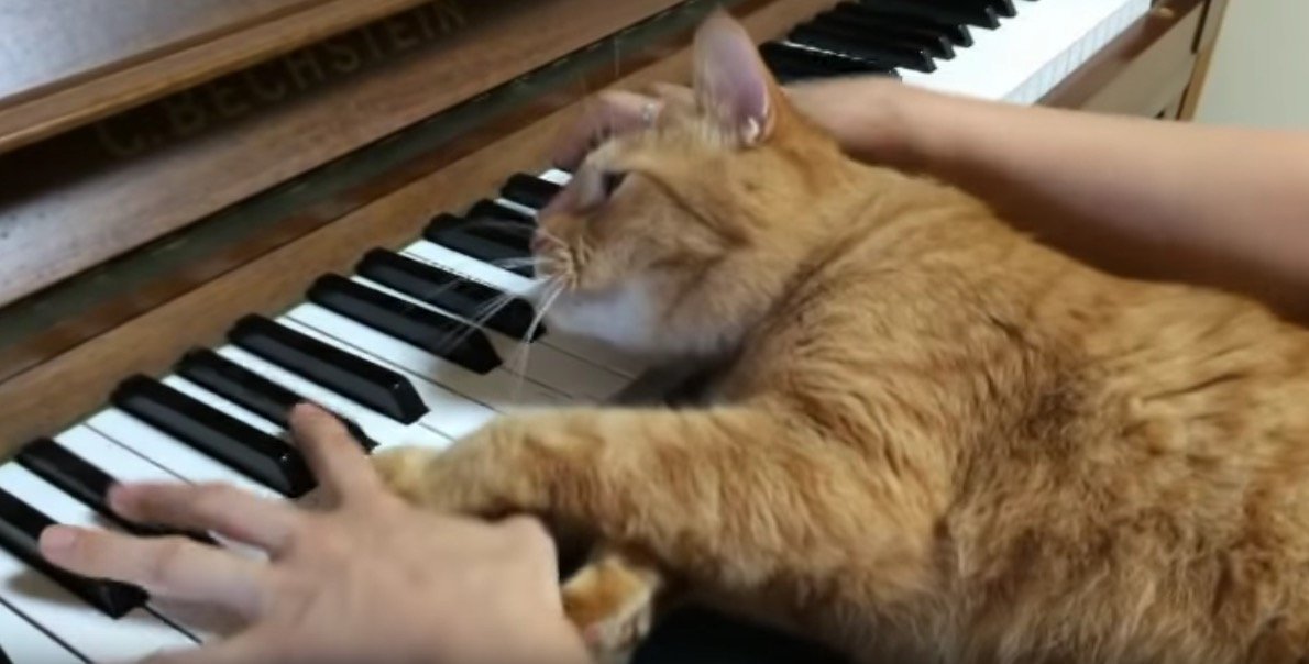 ピアノが鳴ると飛び乗る茶猫、脚出し顔載せ演奏に参加
