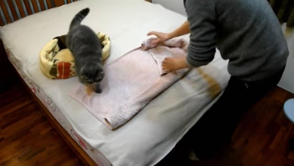 冬の寝床にDIY、毛布とタオルの猫ベッド