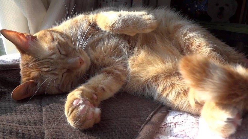日なたぼっこに微睡む茶猫、伸びと縮みのフルコース