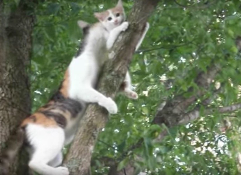 三毛猫母ちゃん華麗な木登り、息を切らして子猫を救助