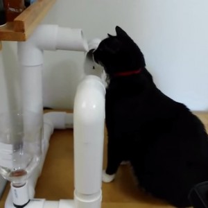 猫専用電動循環水飲み機、塩ビパイプで華麗に自作