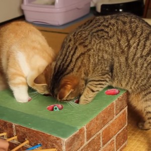 お手製オモチャに対面する猫、二匹同時に穴へ攻め入る