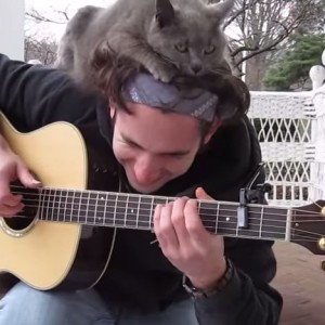 ギター弾きの上に乗る猫、頭部を占拠しご満悦