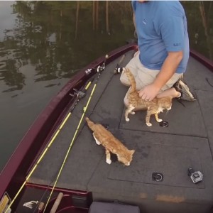 ボートで釣りに来た男、今日の釣果は猫2匹