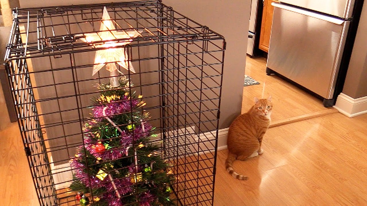 クリスマスツリーを猫から守る10の方法