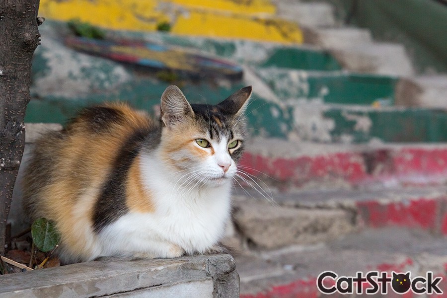 ブログには無料で使える、猫写真専門のストックフォトサイトが登場