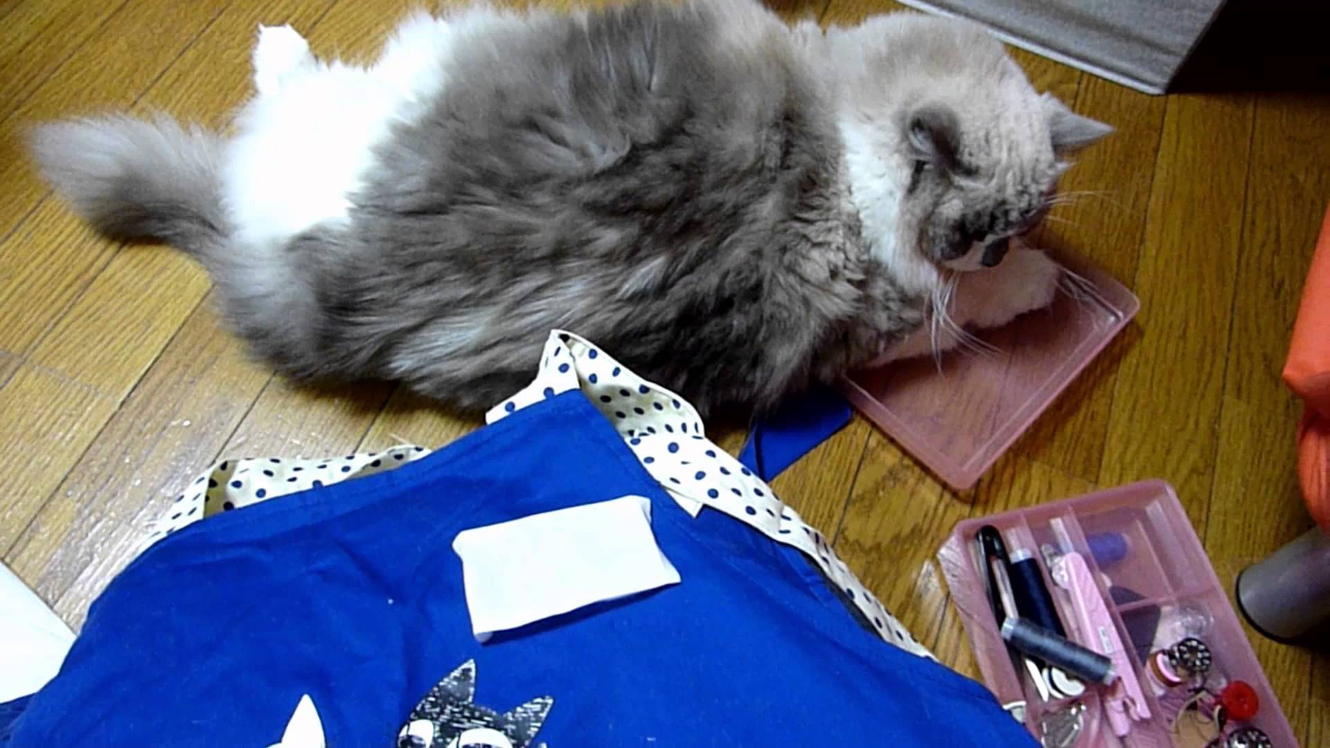 猫からあふれる甘える気持ち、裁縫仕事はなかなか進まず