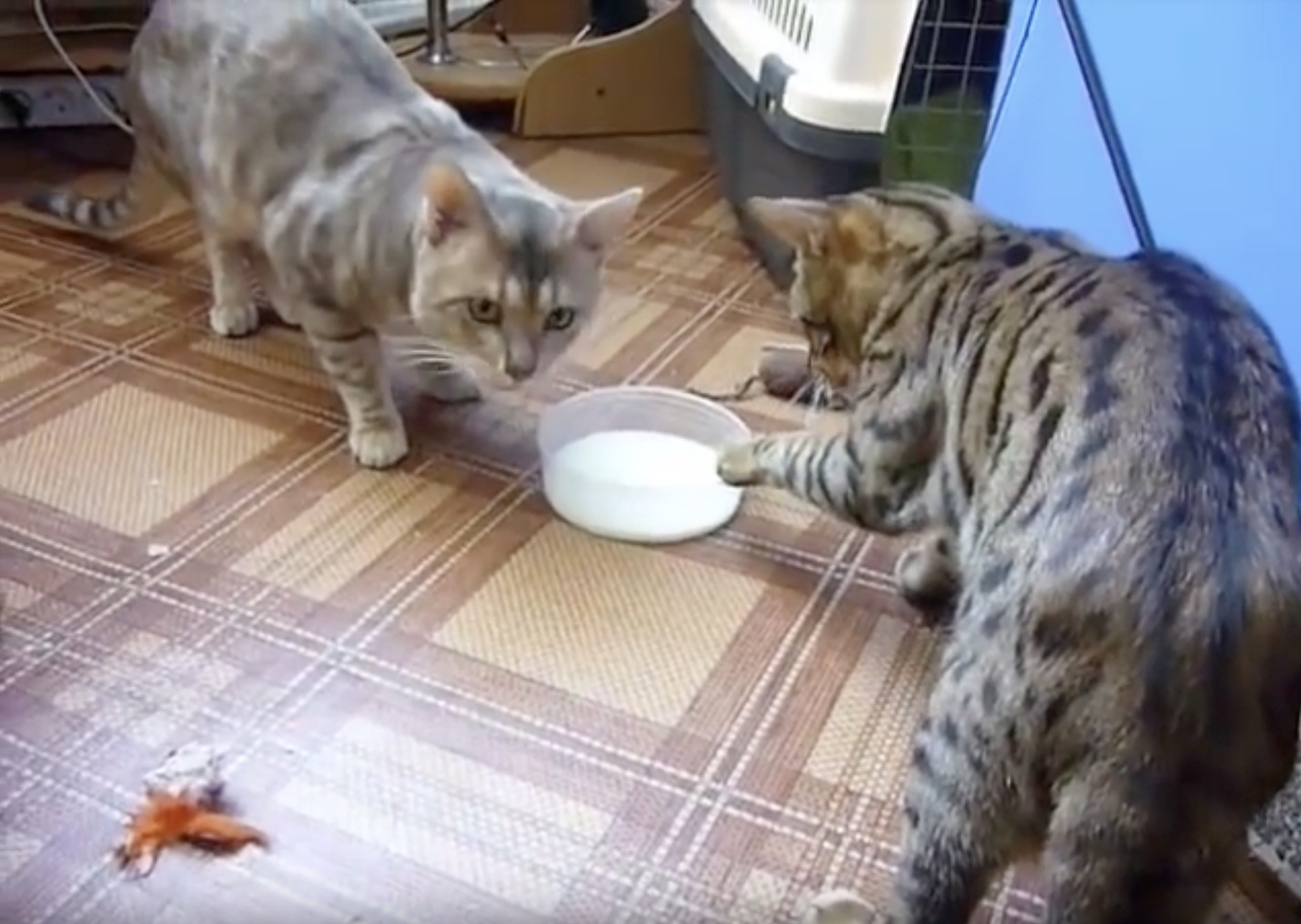 ミルク皿挟んで争う2匹の猫、意地でもこぼさぬ巧みな引き技