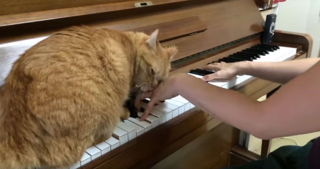 鍵盤に猫と一緒にピアノの演奏、結局両手は猫が占有