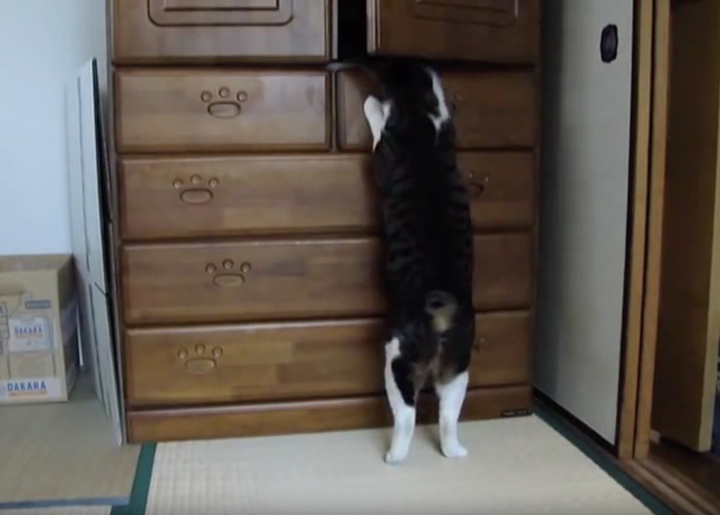 扉を開けたら5秒でジャンプ、タンスに飛び込む器用な猫