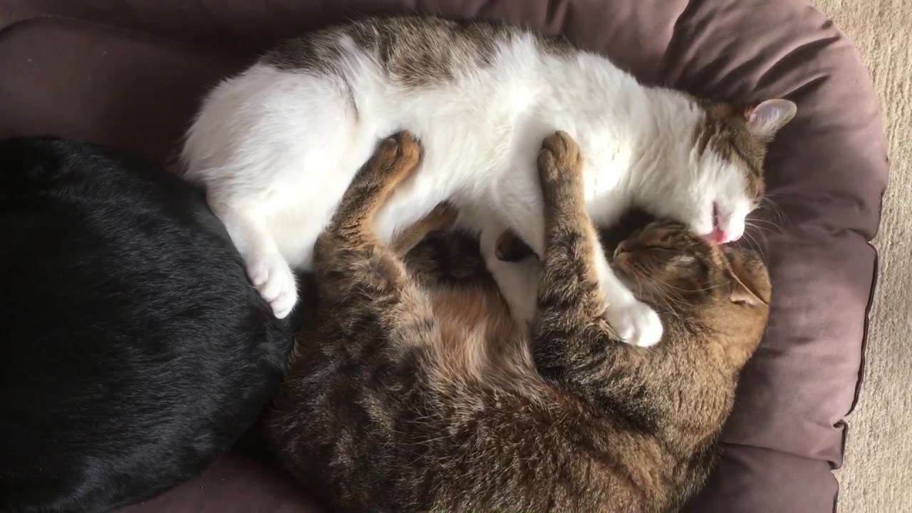 寄り添って仲良く眠る二匹の猫、ベッドの主を押し出しながら