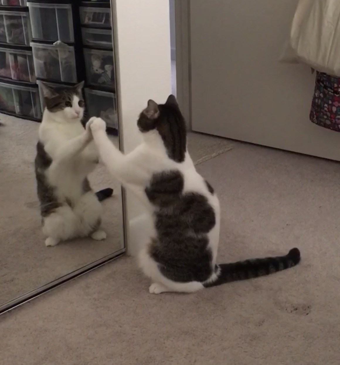 気の合う動きで見つめ合う猫、シンクロする謎のダンスを披露