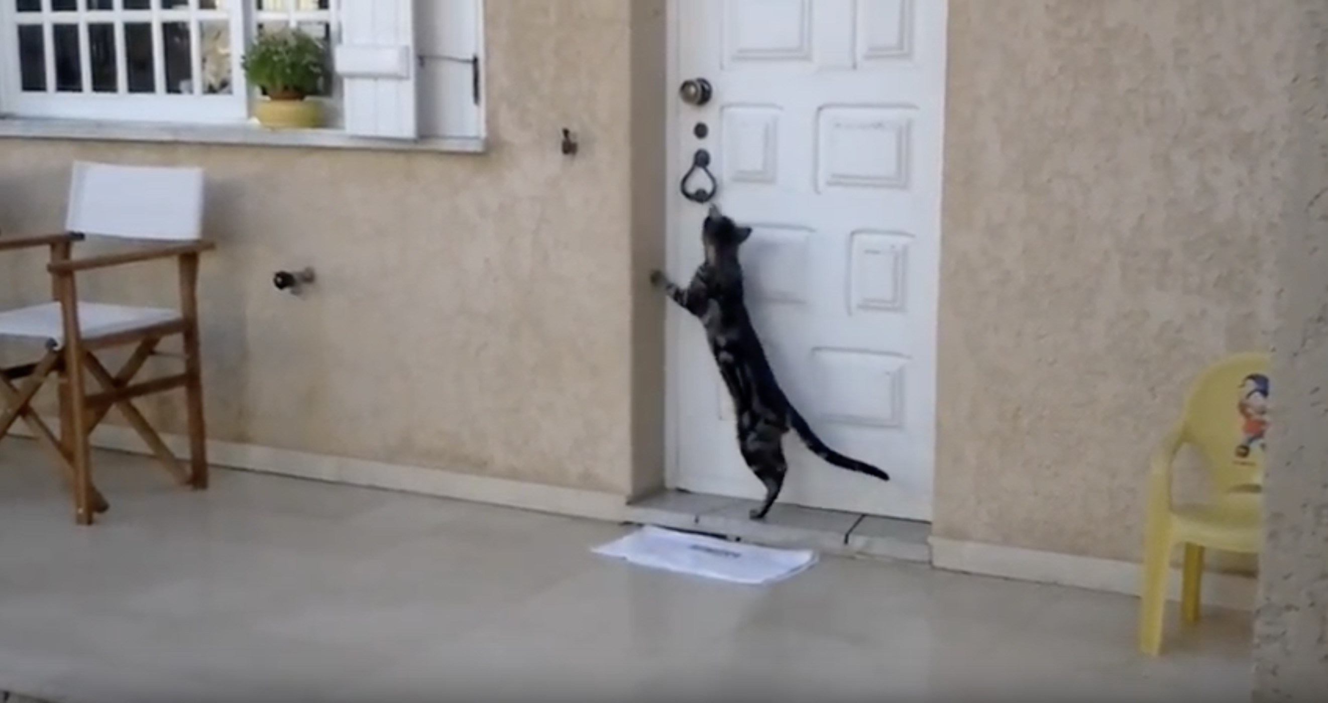 玄関に佇む器用なキジトラ猫、ドアノッカーでスマートに開扉