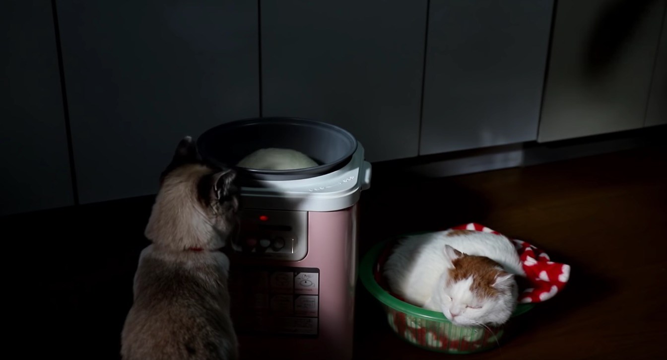 餅つき機の横で丸まる猫の寝姿、つかれる餅と完全に一致