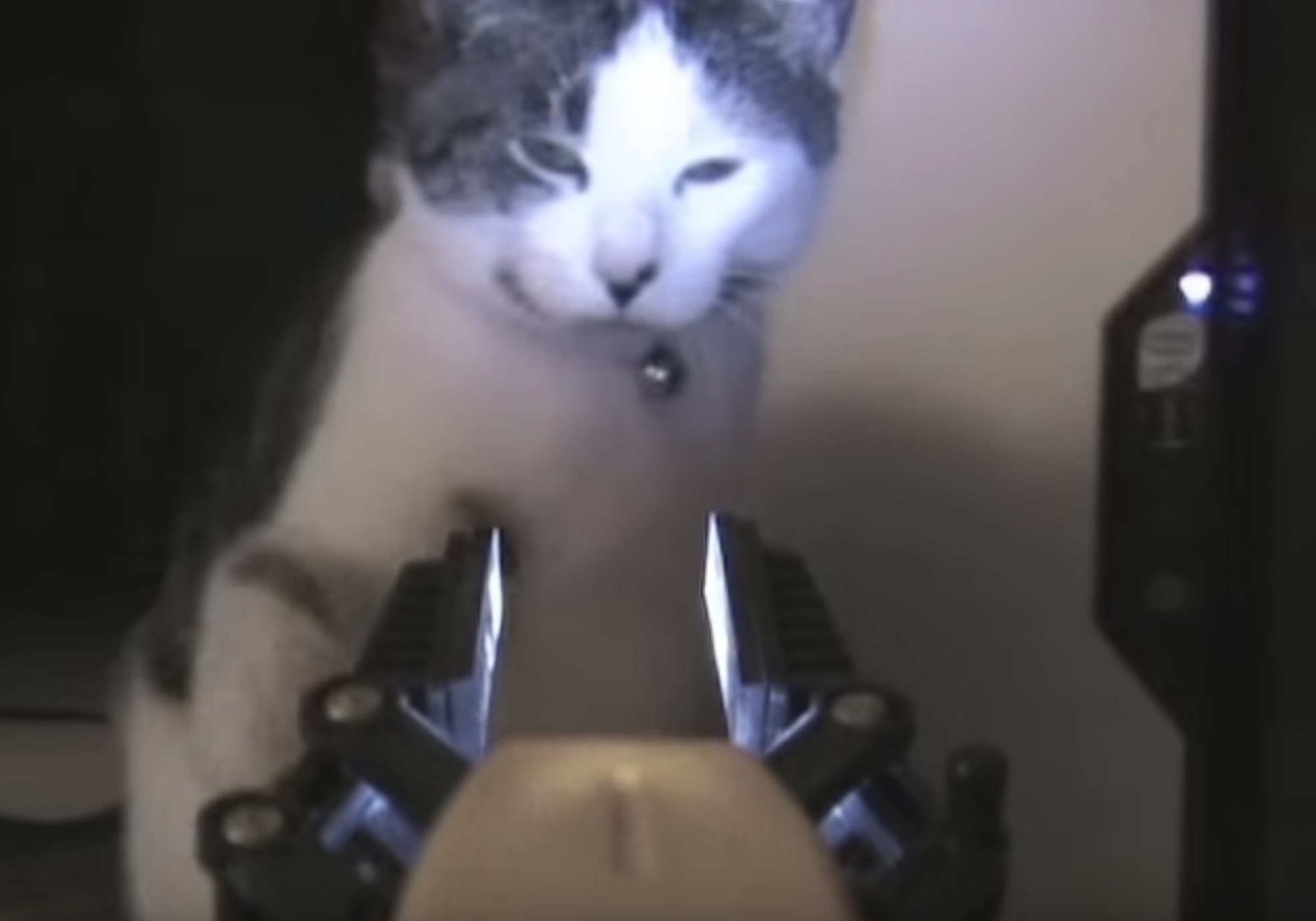 ロボットに照らされ睨まれ絡まれた猫、キャットパンチでワンパンKO