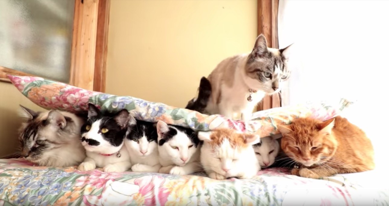 7匹で1匹支える猫サンド、社会保障の風刺動画みたいに