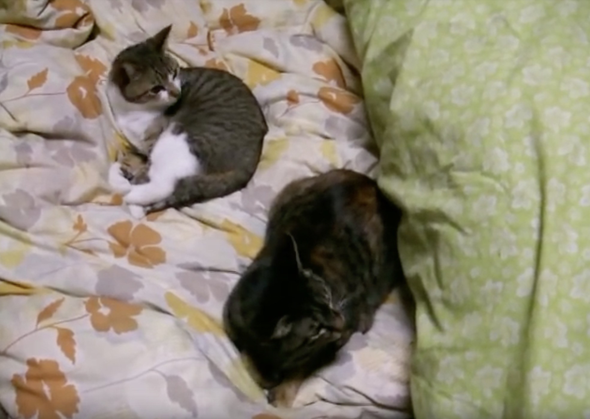 お布団に挟まる猫のミルフィーユ、上に2匹で下に3匹