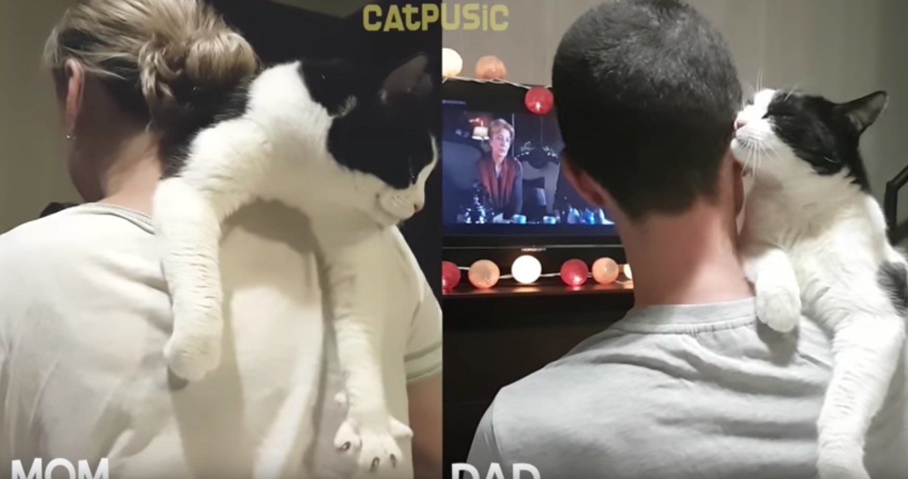 抱かれた猫のパパとママへの仕草の差、視聴者コメント明弁続出