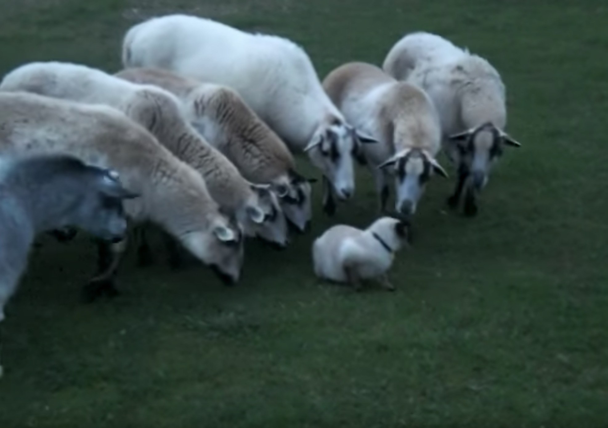 列をなす羊の群れに囲まれる猫、移動するたびファンが増量