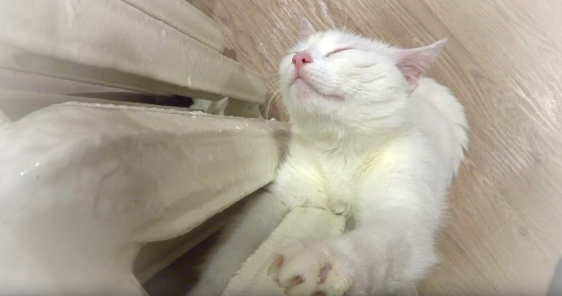 猫は眠るよ縦伸び姿勢で、ラジエーターを抱き締めて