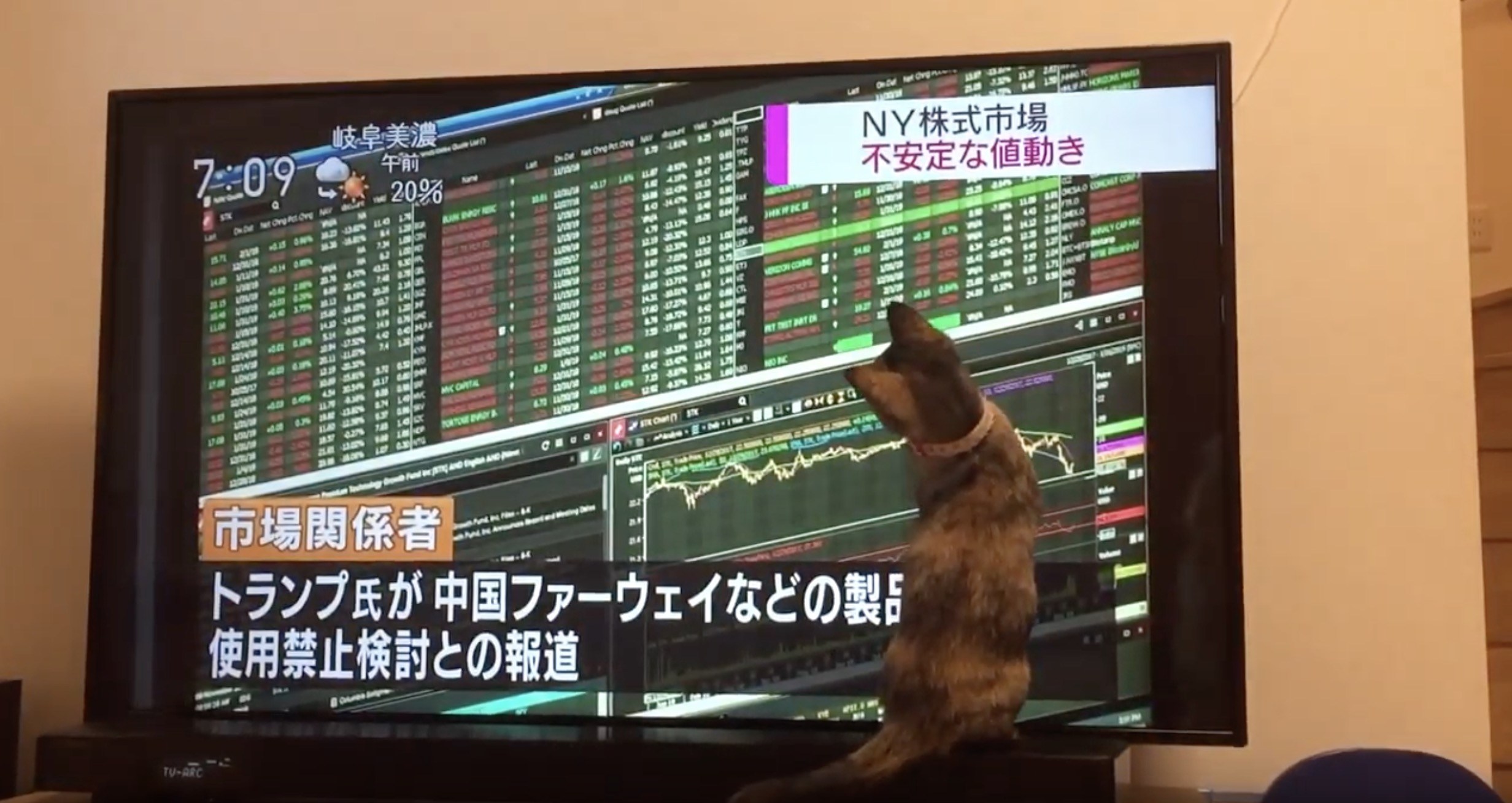 市場の動きが気になる猫、株価を追って右往左往