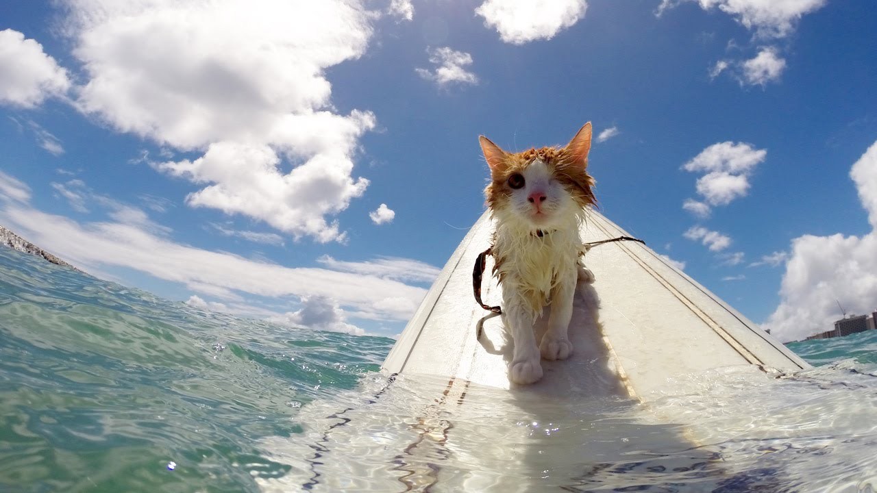 泳ぎも達者な波乗り猫、背中もボードも乗りこなす