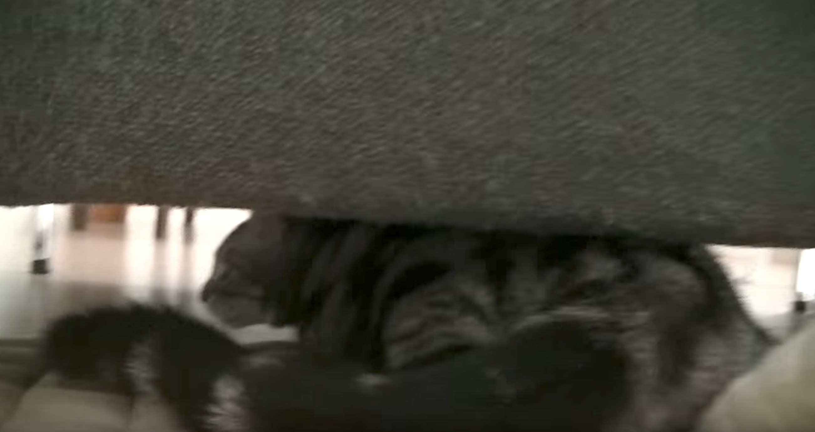 ソファの下へまっさきに避難、地震を感じて身を隠す猫
