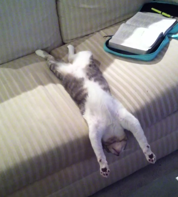 絶妙なソファの凹みに嵌まる猫、その姿のまま眠ってバンザイ