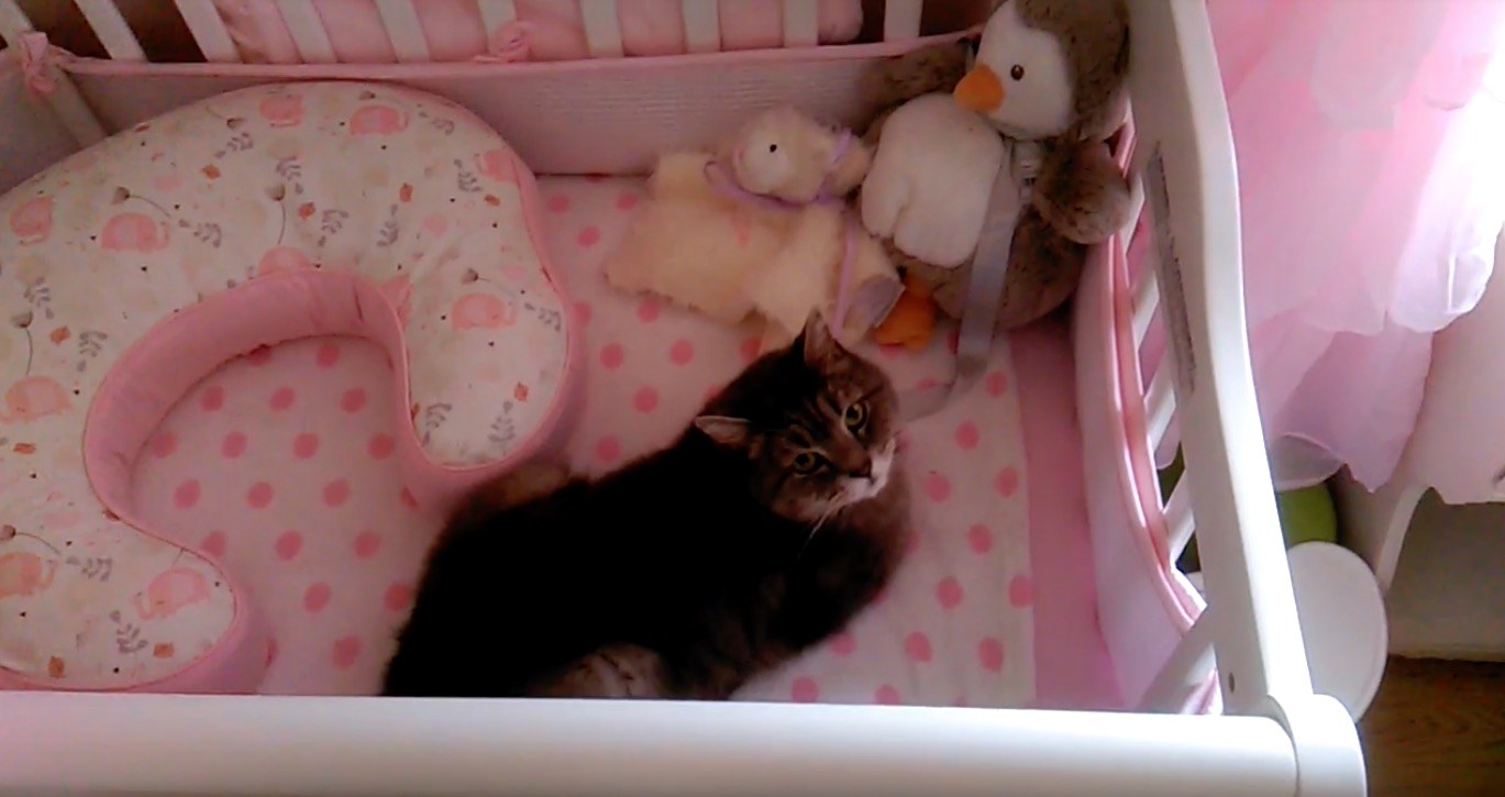 生まれ来る赤子のベッドを占拠する猫、これが本当の我が物顔に