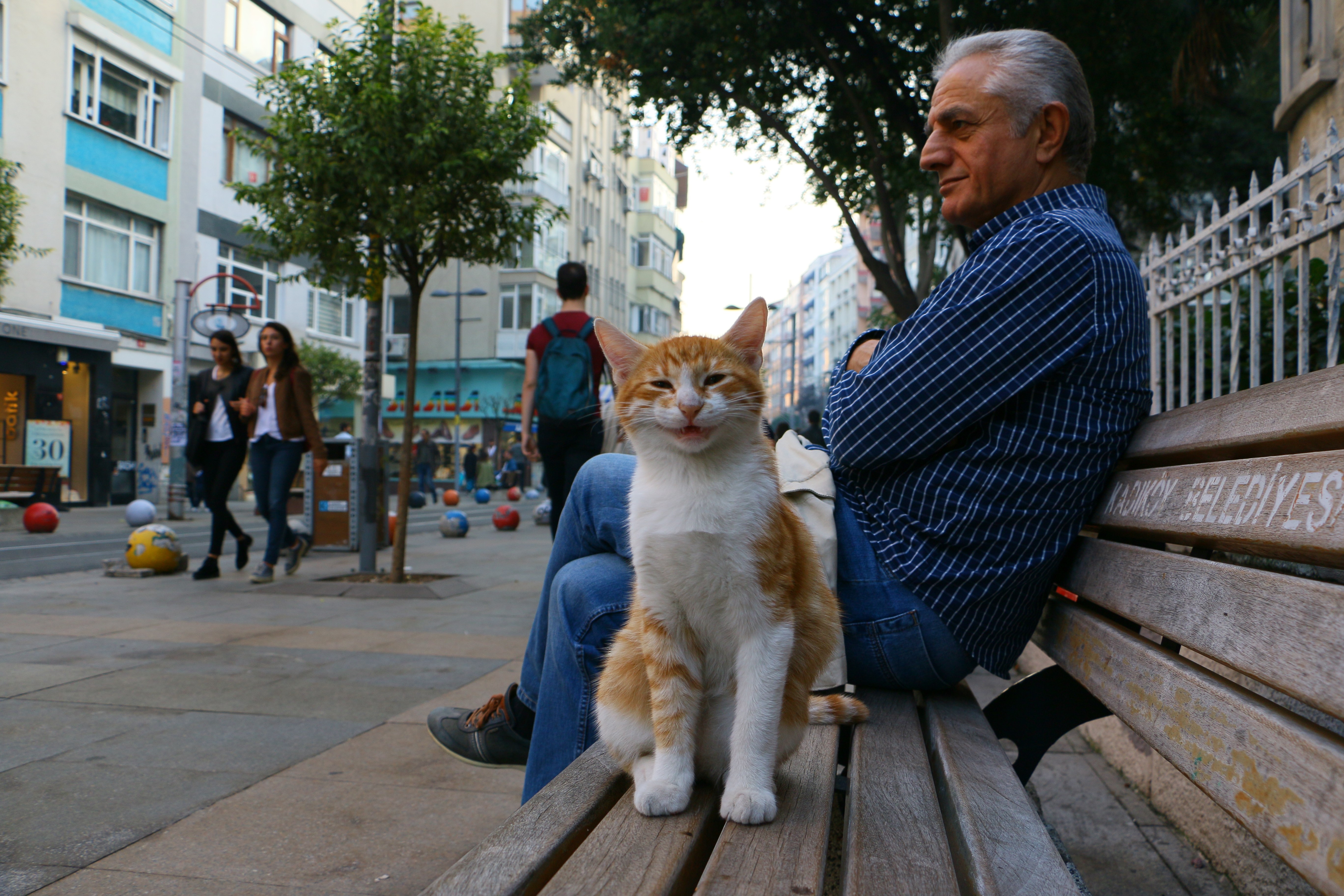 猫愛好国・トルコの猫の写真展、入場無料で渋谷で21日まで開催