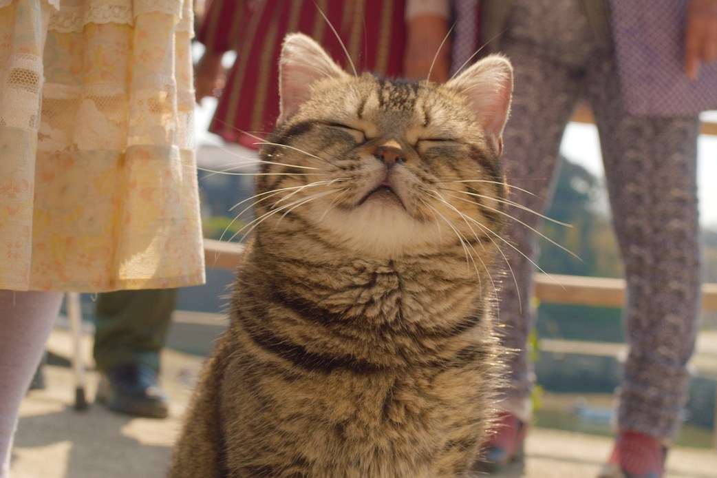 岩合さん初監督の猫映画「ねことじいちゃん」、2019年2月22日に公開