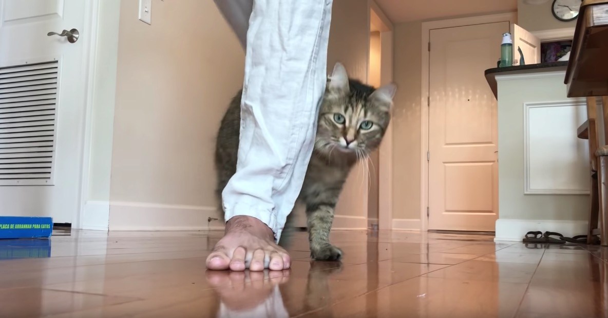 猫にジグザグ歩きを教えるコツ、どちらかというと人間側の工夫に
