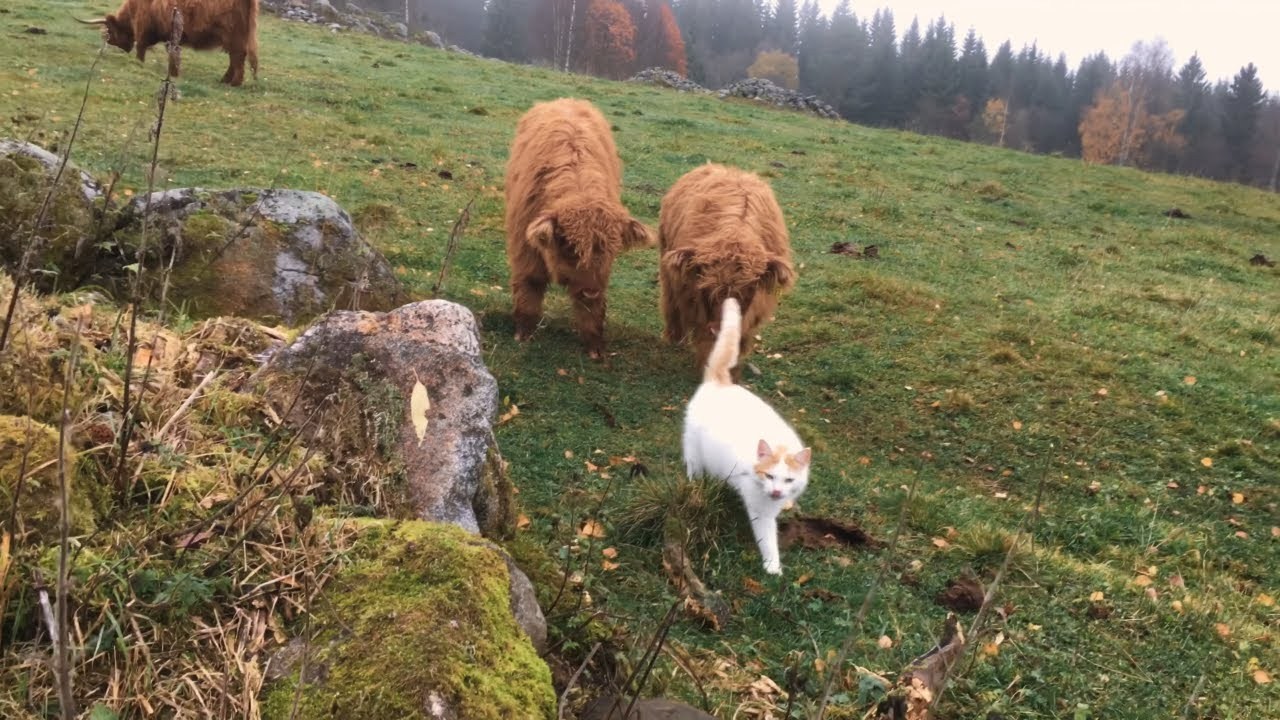 ハイランド牛の親子に追われる猫、仔牛を従え草を食む