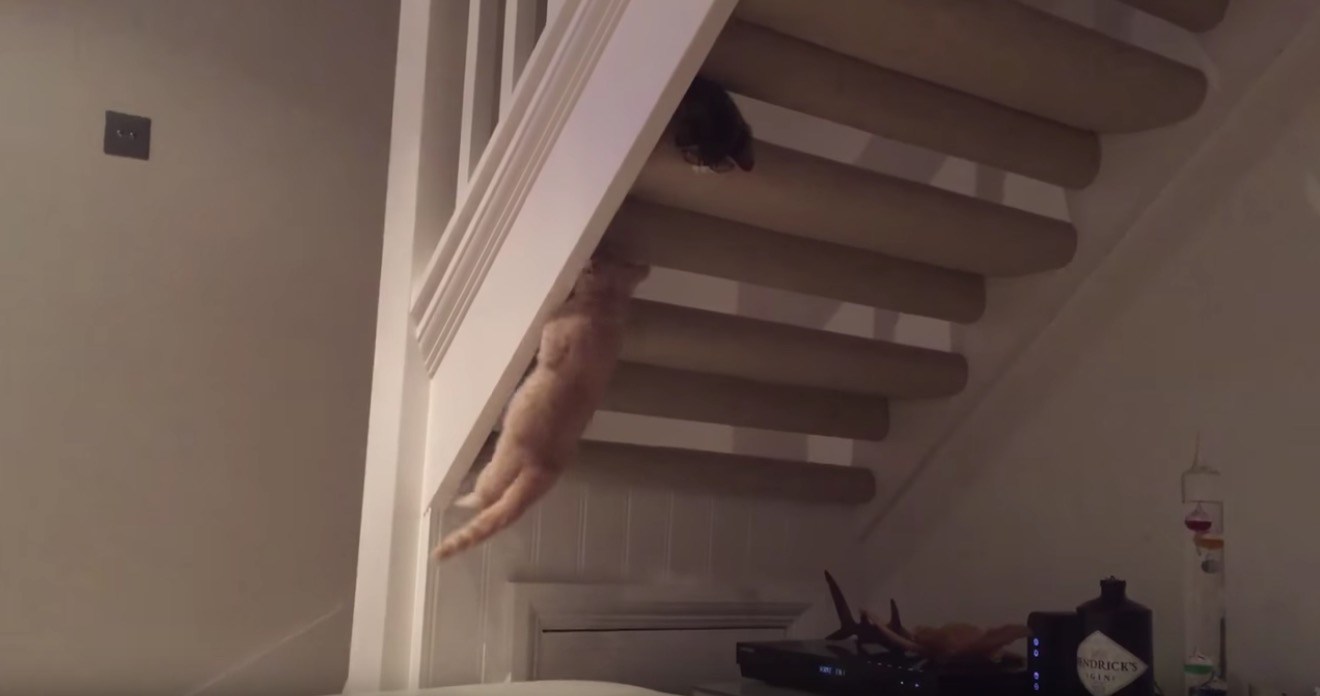 階段を裏から登る身軽な子猫、ゆらゆら揺れるよクモの如く