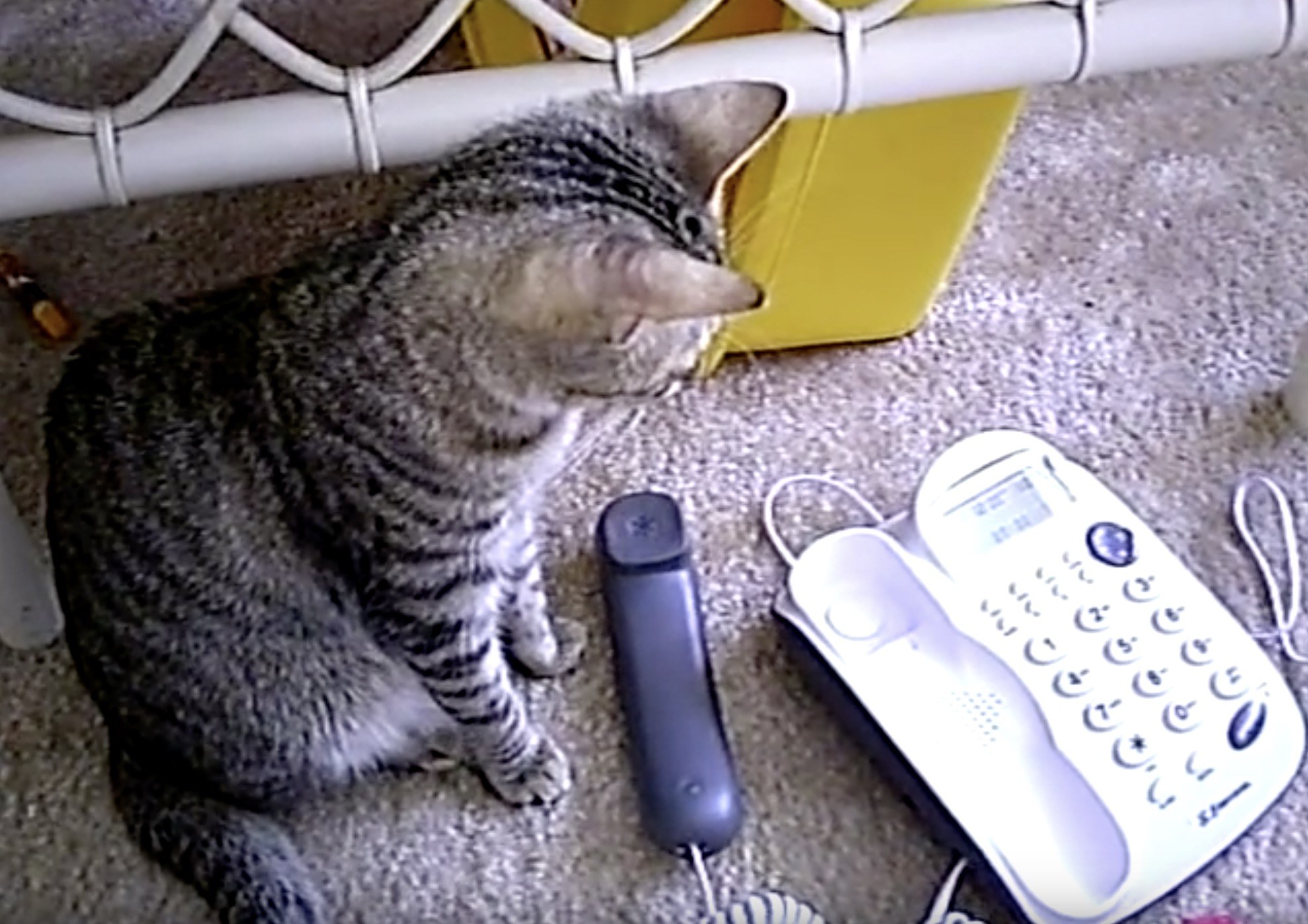 据置の電話の受話器を上げた猫、令和の時代にゃ見納めか