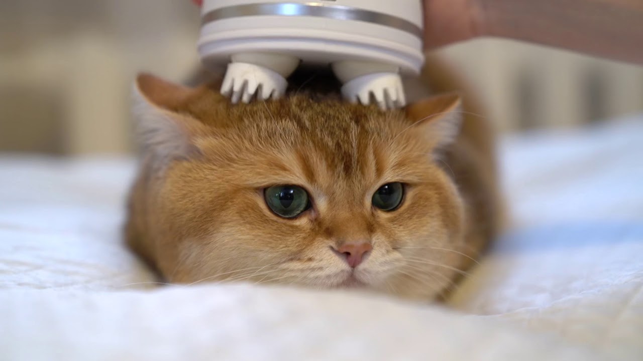 ヘッドマッサージ機に揉まれる猫、意外な刺激に目を丸く