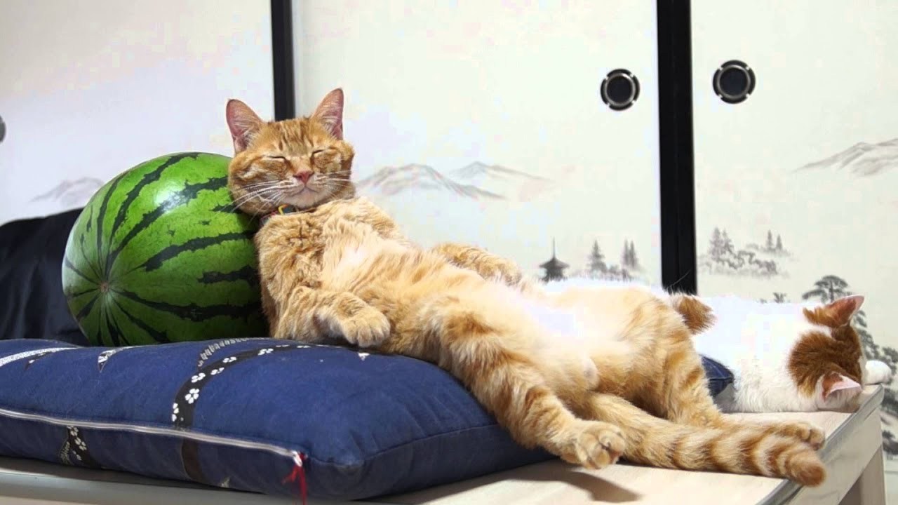 涼しげな枕に凭れて胸元の、 猫毛は揺れる夏のお昼寝