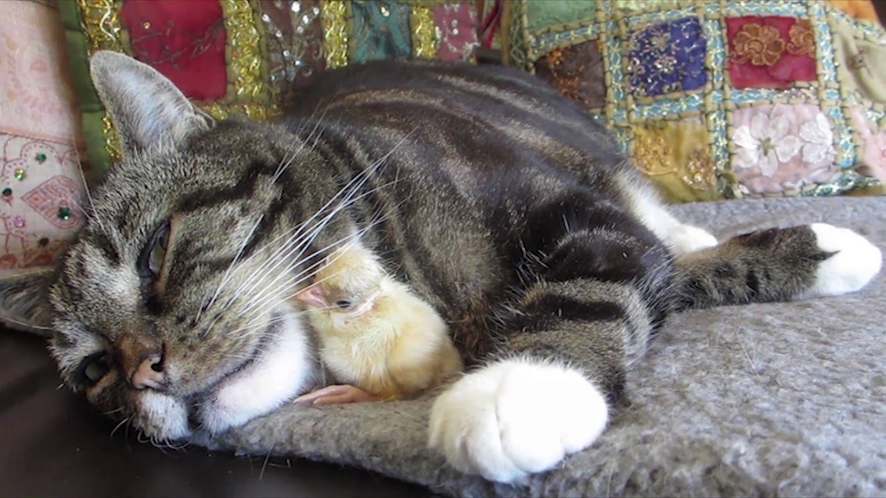 猫の顎にくちばし寄せる小さき雛鳥、眠気とともに一体化