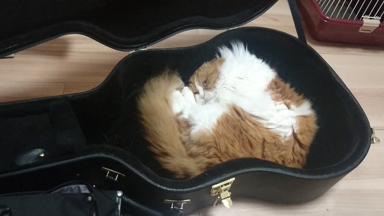 ジャストサイズのギターケースを寝床にする猫、頭とお尻をフィットさせ