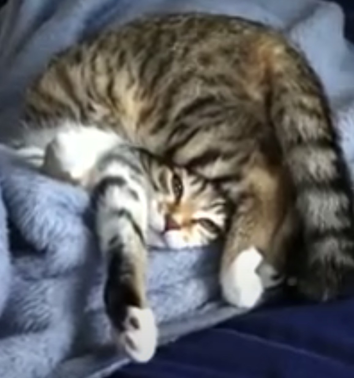 眠りつつ自分の頭に腰掛ける猫、足を伸ばすと尚更丸く
