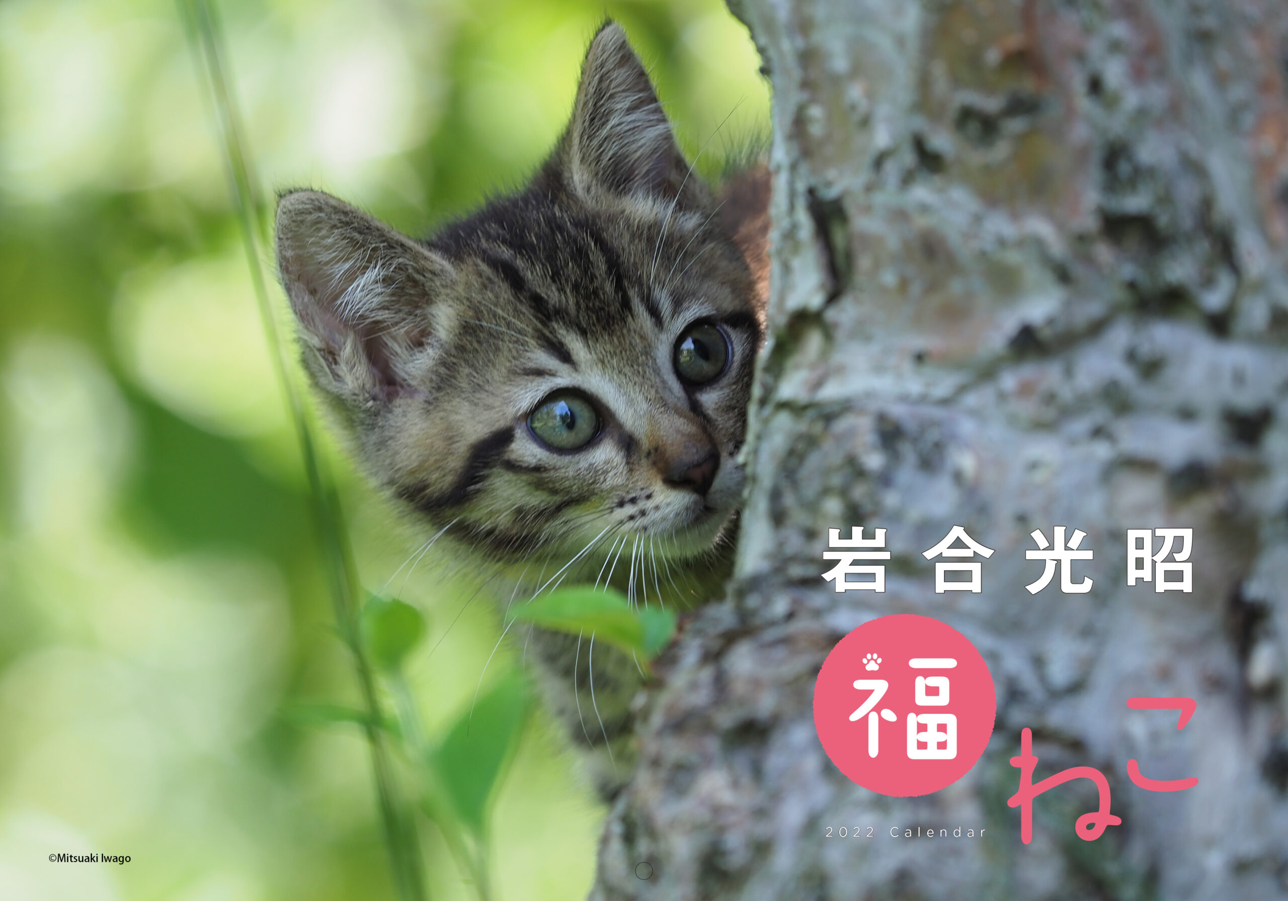 2022年も招くよ福をニャンニャンと、岩合さんの猫写真カレンダー