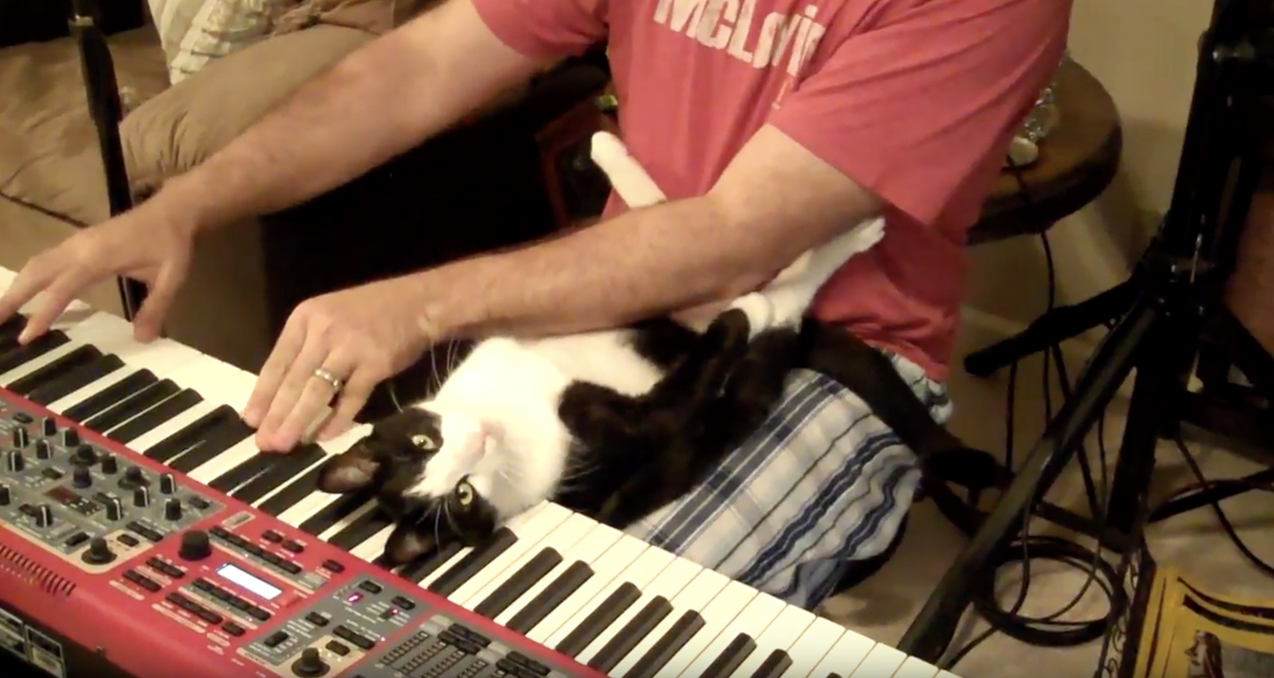 ピアノを愛した黒白猫、その演奏に笑いの神が降臨