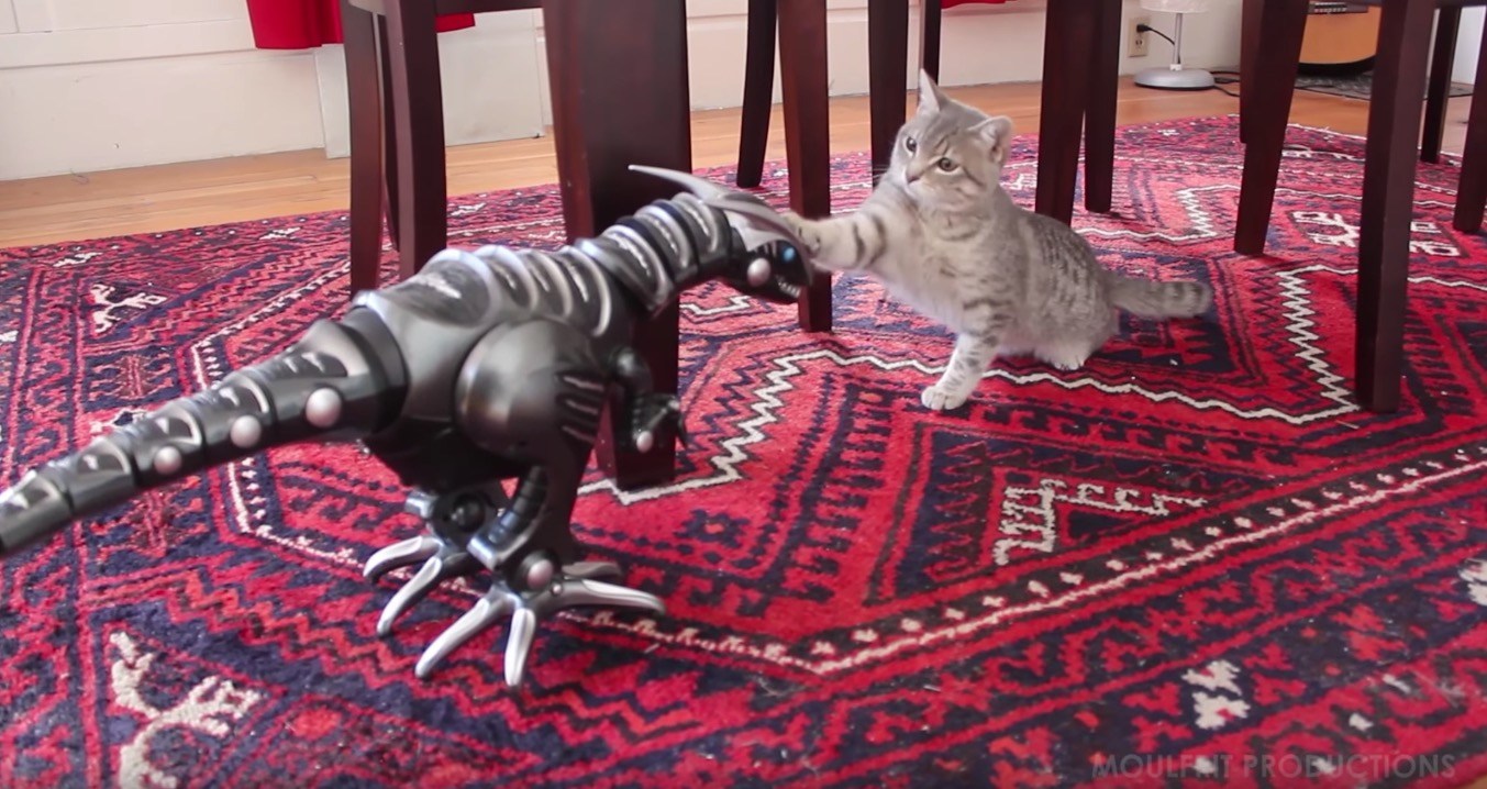 ロボット恐竜に恐れを成す猫、戦い通じて心を開き
