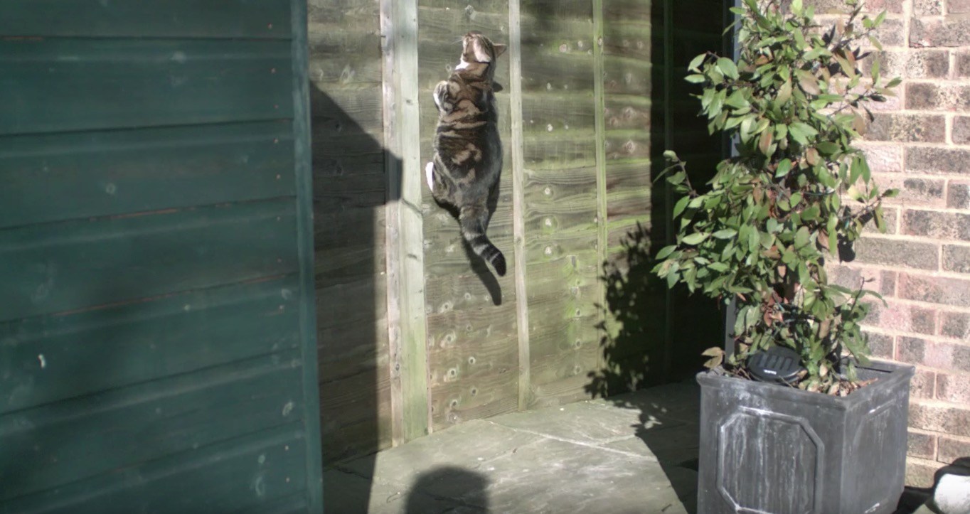 猫の身体能力の高さを見せつける、スローモーション大ジャンプ