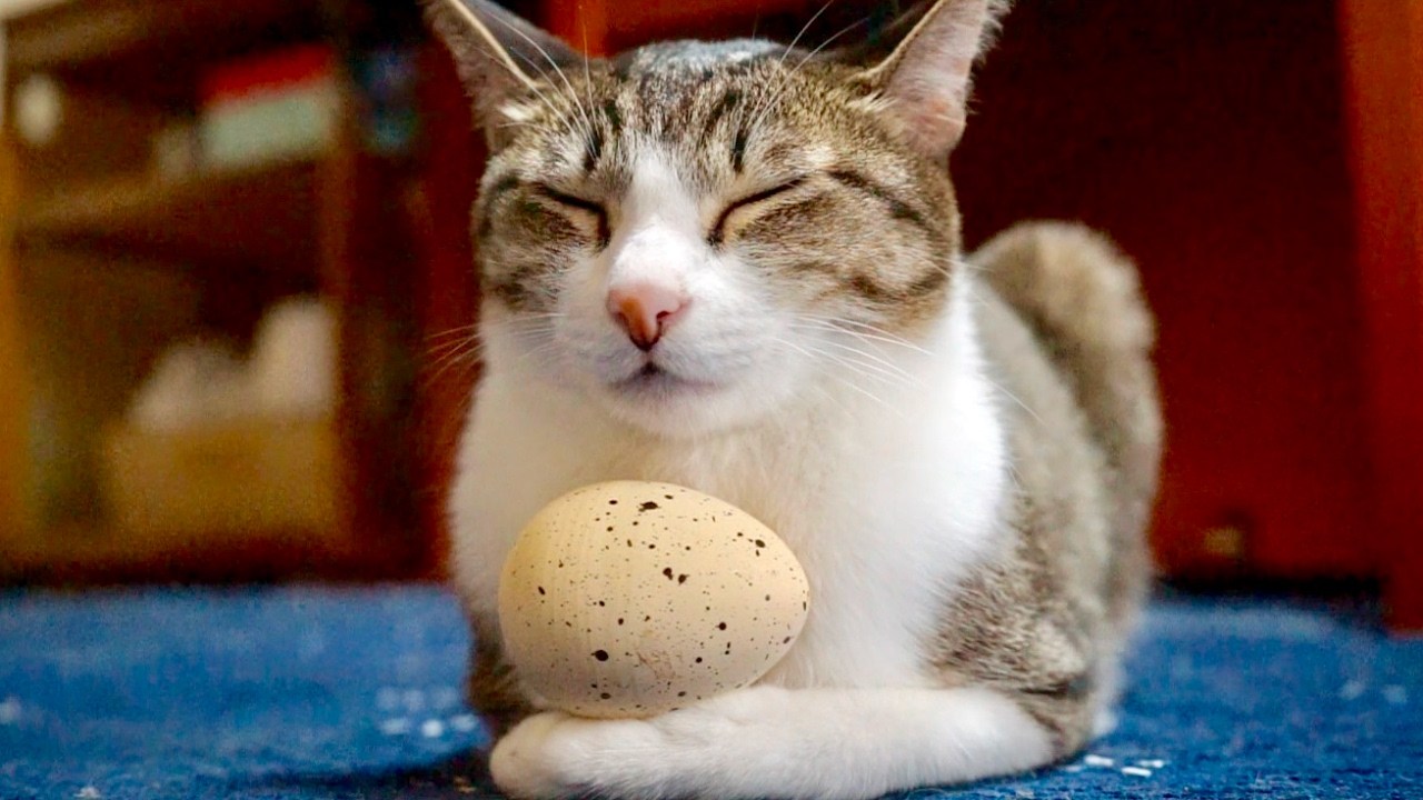 心静かに微動だにせず瞑想する猫、煩悩に揺れて卵は転げて