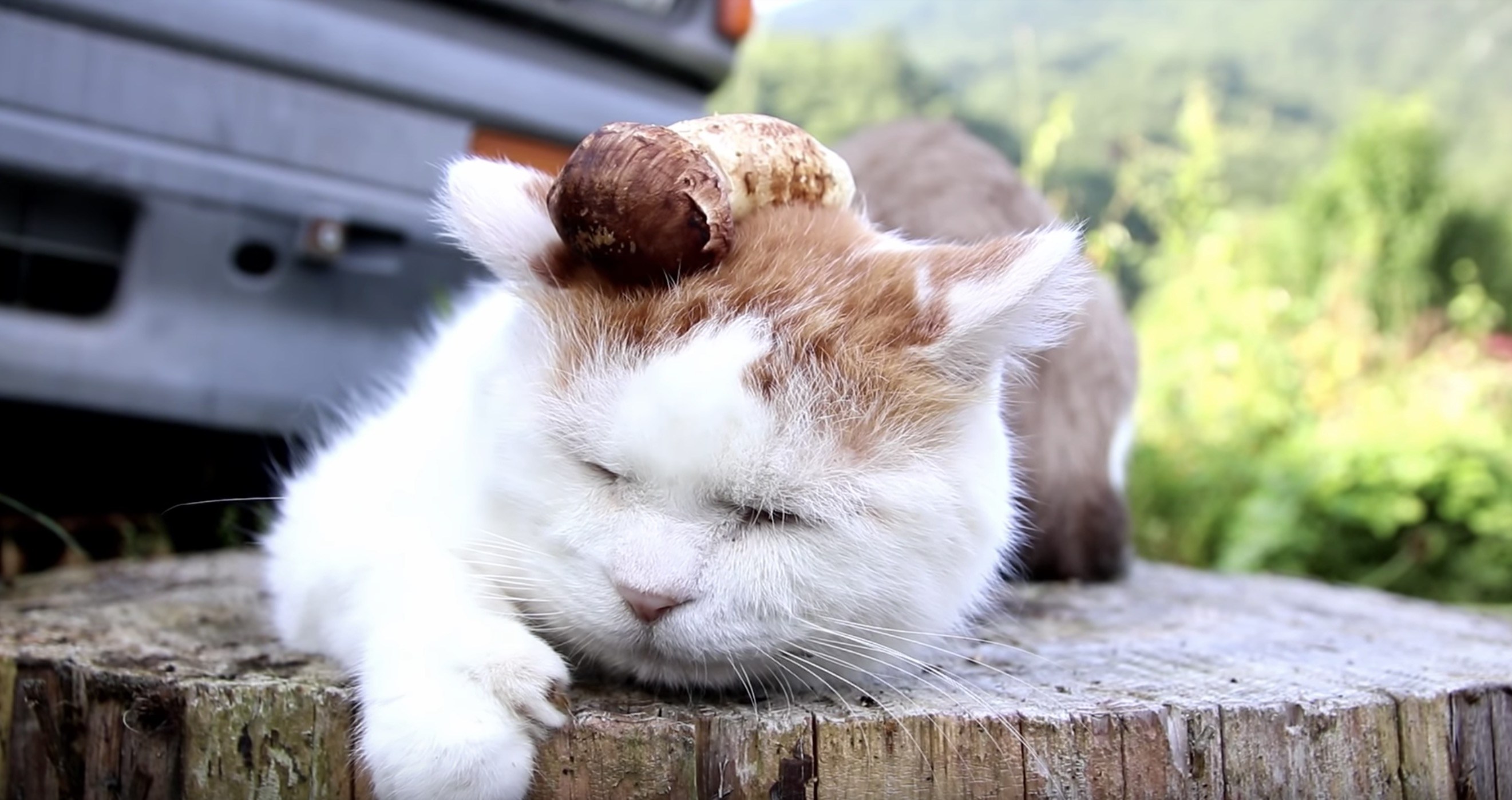 松茸を頭に載せた茶白猫、寝顔で伝える秋の訪れ