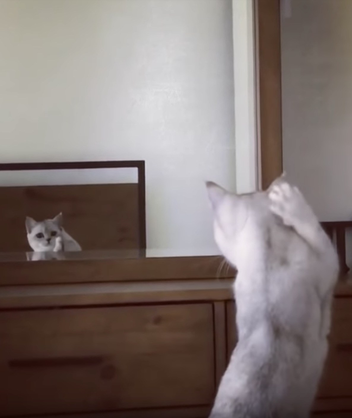 鏡に映る自分の姿に驚く猫、耳の実存を初めて確認