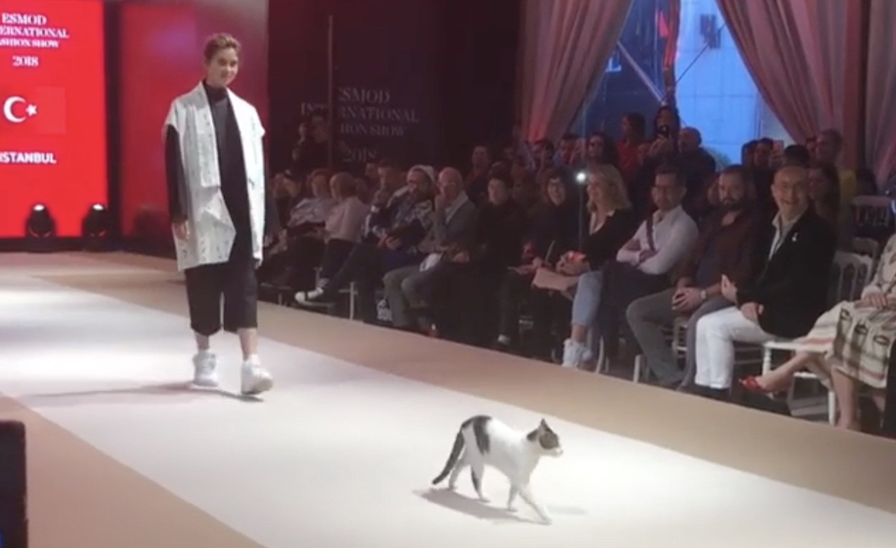 ファッションショーに猫が進入、モデル気取りでキャットウォークをキャットウォーク